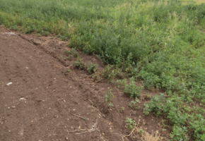 Pest county Tököl 4933sqm land in economic, industrial zone for sale