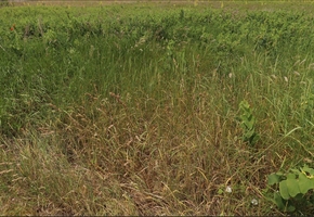 Pest county Dunaharaszt north, close to M0 motorway 5.995sqm industrial land for sale